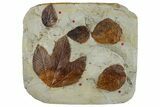 Plate with Five Fossil Leaves (Three Species) - Montana #262781-2